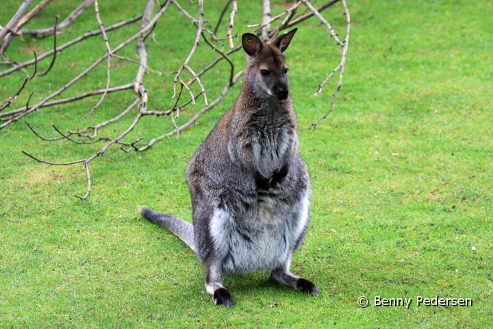 brunhalset kaenguru IMG_9994.jpg - Brunhalset  Kænguru (Macropus rufogriseus)